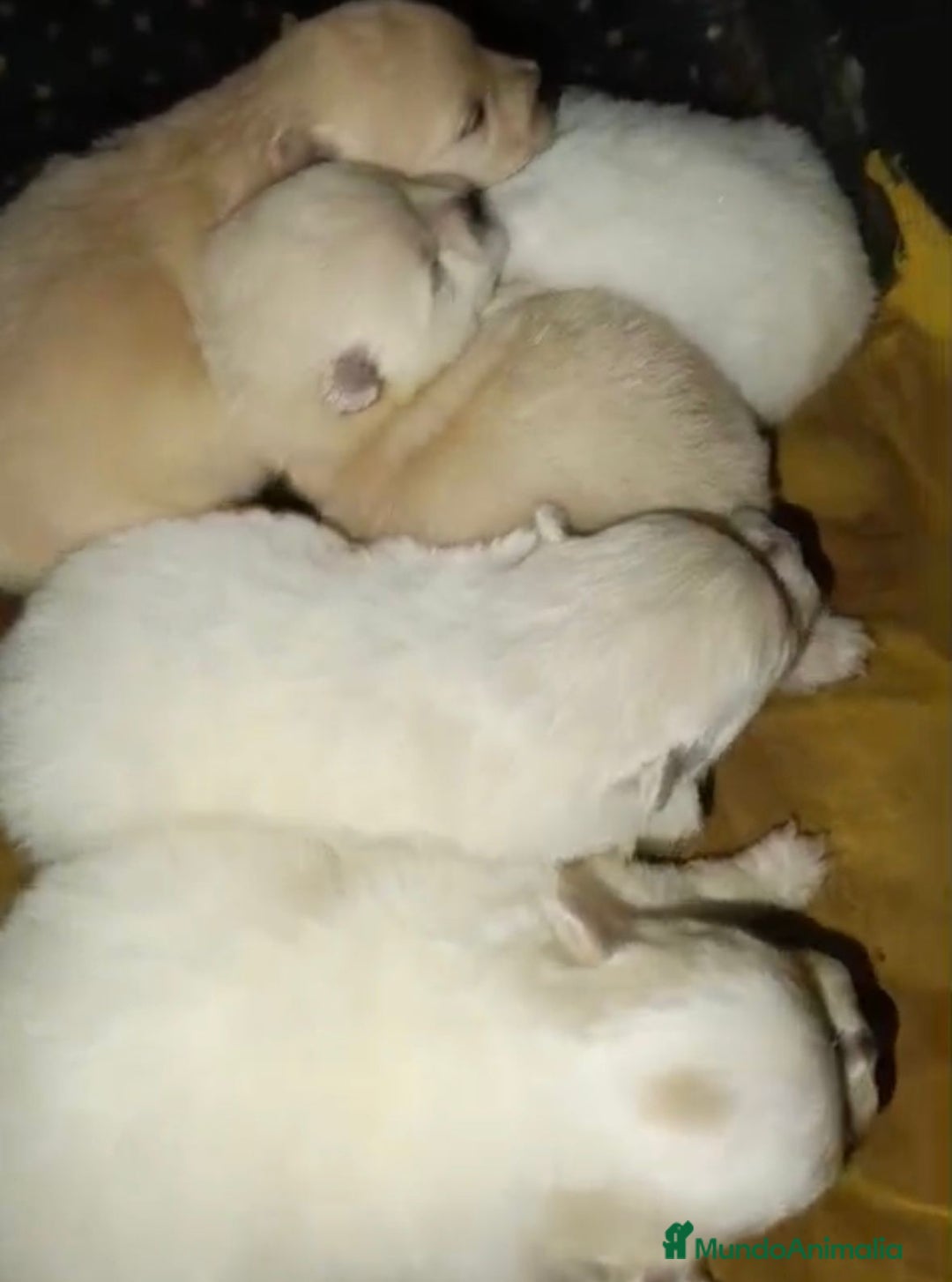 Pomerania perros en venta: Lulu pomerania toy  - Anuncio 7