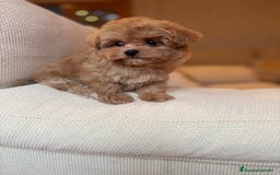 Maltipoo perros en venta: Maltipoo de caramelo toy hembra  - Imagen 5