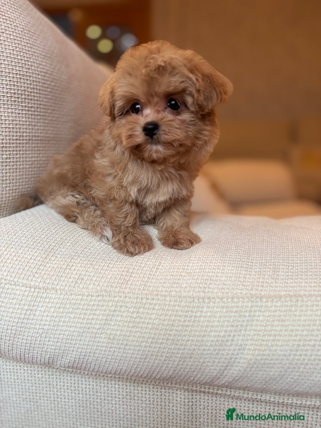 Maltipoo perros en venta: Maltipoo de caramelo toy hembra  - Imagen 5
