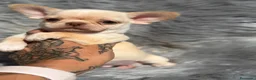 Chihuahua perros en venta: Chihuahua línea rusa  - Anuncio 9