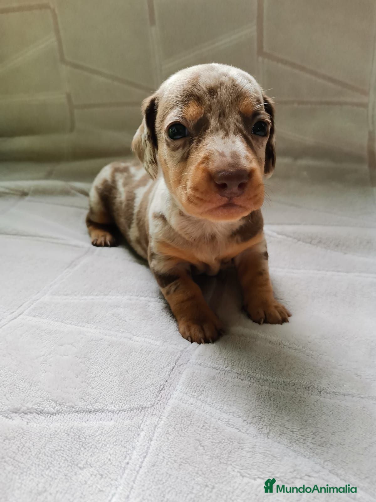 Teckel Miniatura perros Bebés Teckels mini (perro salchicha) - Anuncio 2