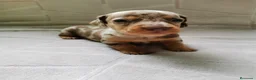 Teckel Miniatura perros en venta: Bebés Teckels mini (perro salchicha) - Anuncio 2