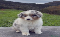 Pastor Australiano perros en venta: Pastor Australiano  - Imagen 2