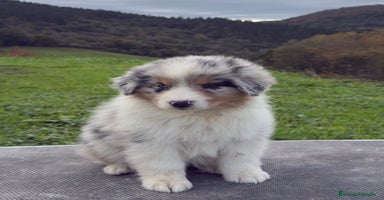 Pastor Australiano perros - Anuncio 1