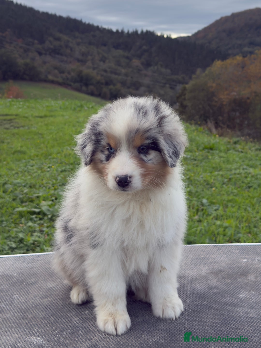 Pastor Australiano perros en venta: Pastor Australiano  - Imagen 2