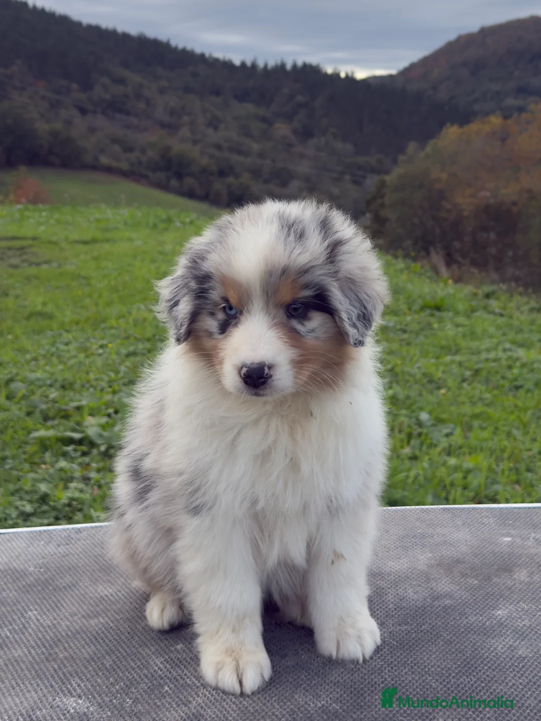 Pastor Australiano perros en venta: Pastor Australiano  - Anuncio 2