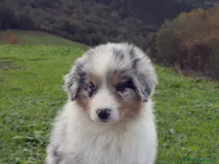 Pastor Australiano perros Pastor Australiano - Anuncio 2