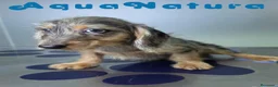 Teckel perros en venta: Teckel Hembra Pelo Largo Arlequin - Anuncio 3