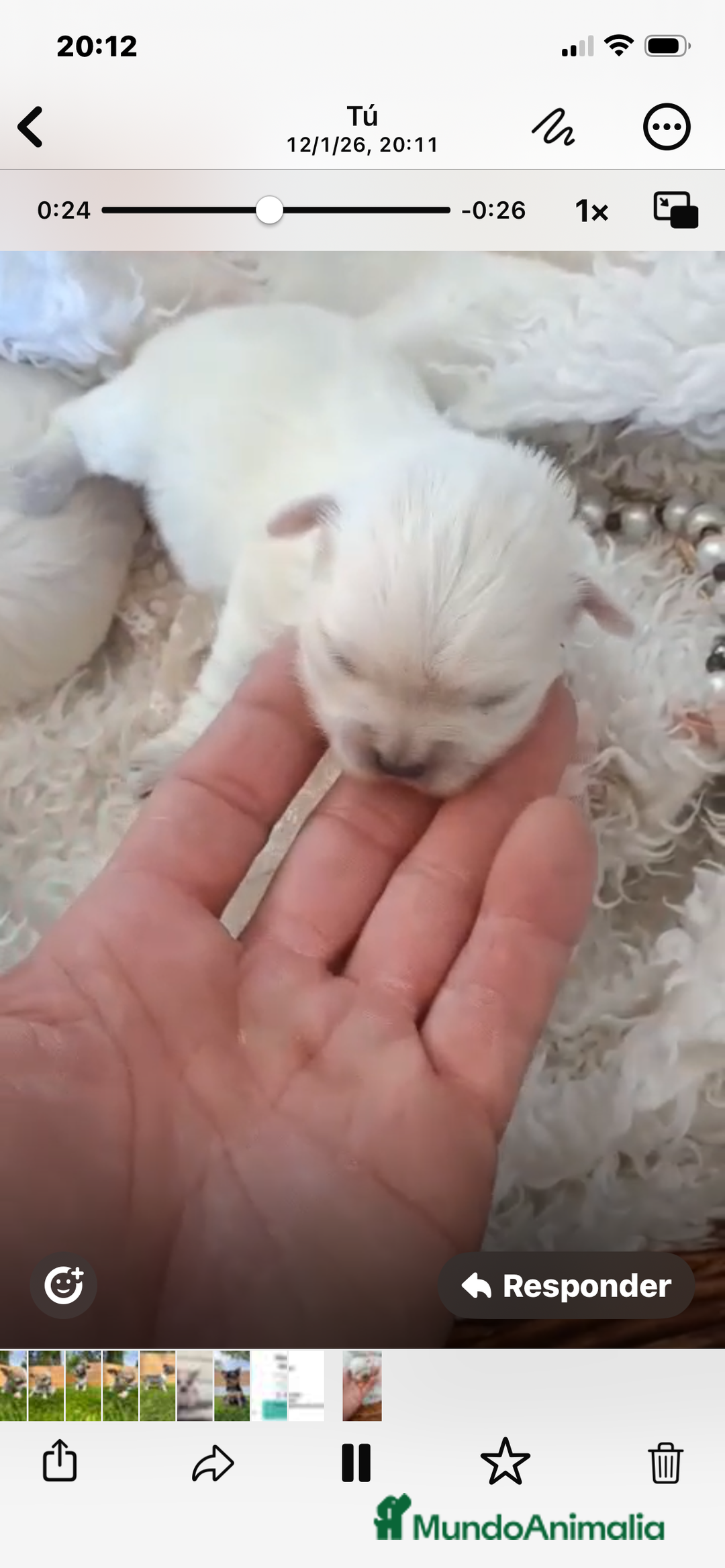 Bichón Maltés perros en venta: BICHÓN MALTÉS HEMBRA - Anuncio 1