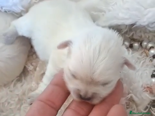 Bichón Maltés perros BICHÓN MALTÉS HEMBRA - Anuncio 1