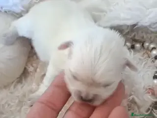 Bichón Maltés perros BICHÓN MALTÉS HEMBRA - Anuncio 9