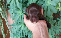Yorkshire Terrier perros en venta: Cachorros Dark chocolate y Biro - Imagen 4