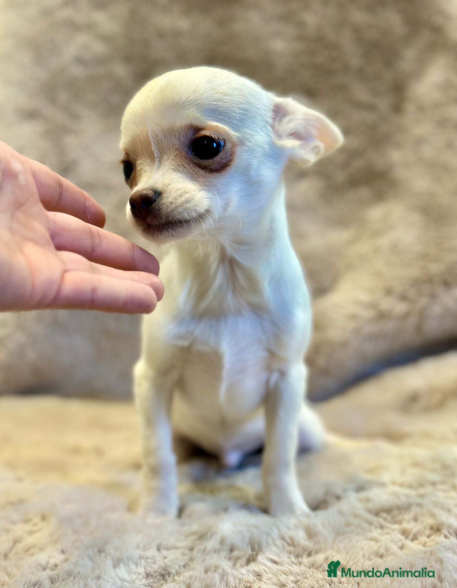 Chihuahua perros Chihuahua blanco Toy  - Anuncio 29