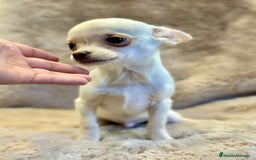 Chihuahua perros en venta: Chihuahua blanco Toy  - Anuncio 1