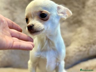 Chihuahua perros Chihuahua blanco Toy - Anuncio 11
