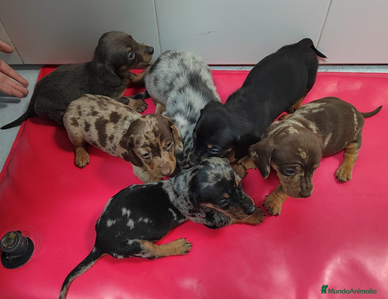 Teckel Miniatura perros Camada de Teckel Arlequin Miniatura - Anuncio 21