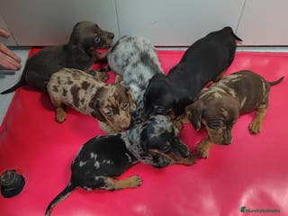 Teckel Miniatura perros Camada de Teckel Arlequin Miniatura - Anuncio 21