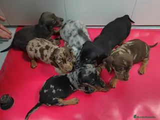 Teckel Miniatura perros Camada de Teckel Arlequin Miniatura - Anuncio 4