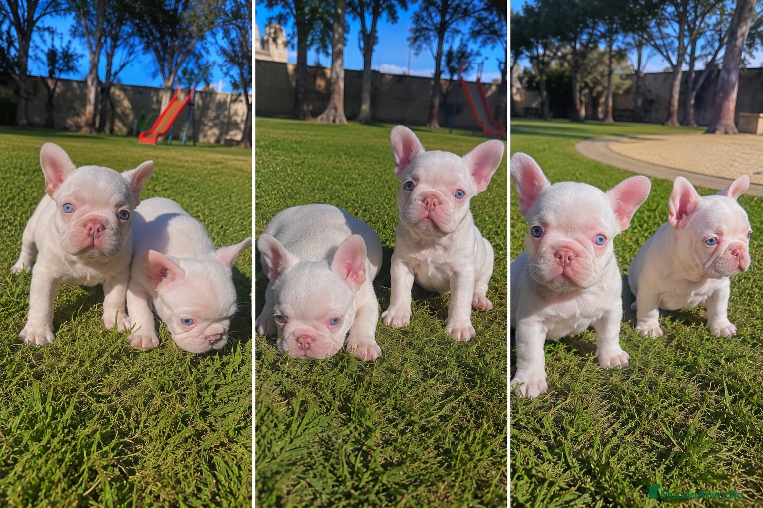 Bulldog Francés perros BULLDOG FRANCES PINK - TODA ESPAÑA - ENTREGA  - Anuncio 5