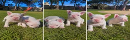 Bulldog Francés perros en venta: BULLDOG FRANCES PINK - TODA ESPAÑA - ENTREGA  - Anuncio 1