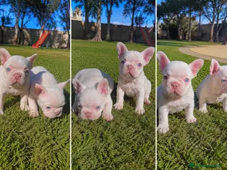 Bulldog Francés perros BULLDOG FRANCES PINK - TODA ESPAÑA - ENTREGA - Anuncio 3