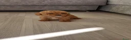 Caniche Toy perros en venta: CANICHE TOY MACHOS  - Anuncio 1