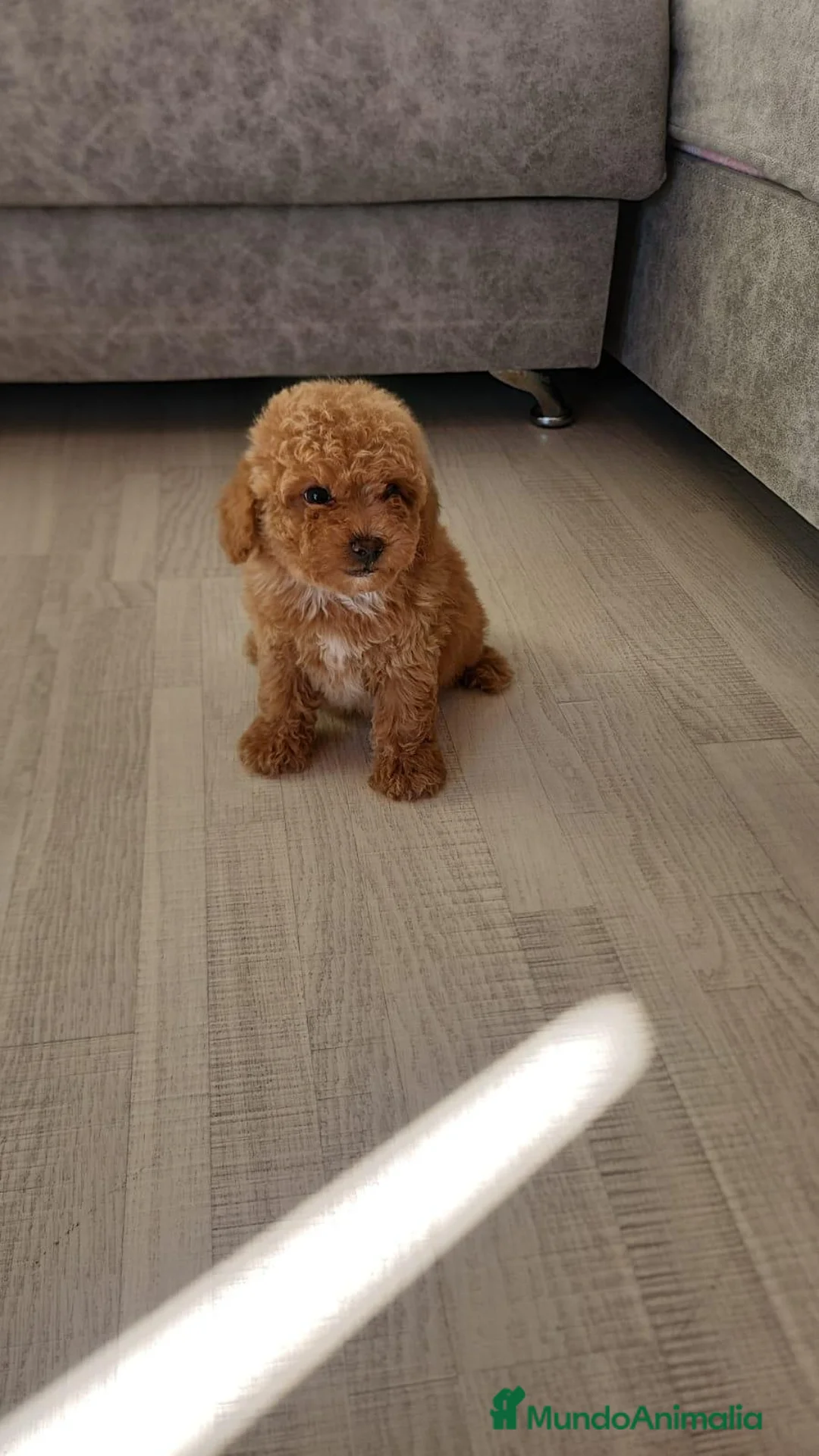 Caniche Toy perros en venta: CANICHE TOY MACHOS  - Anuncio 1