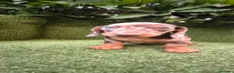 Teckel Miniatura perros en venta: camada teckel  mini de todos los colores  - Anuncio 2