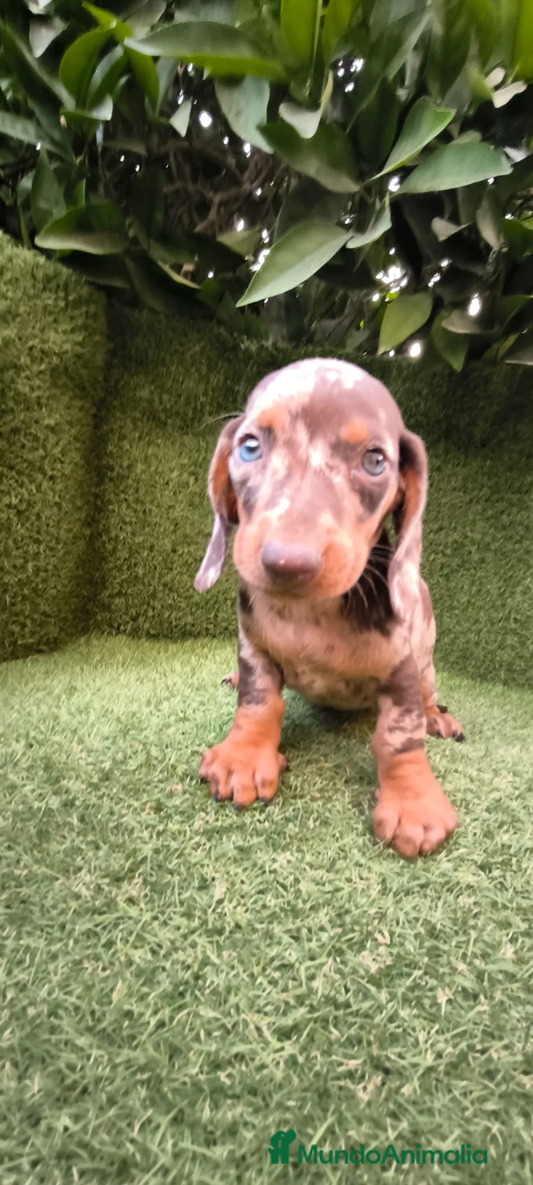 Teckel Miniatura perros en venta: camada teckel  mini de todos los colores  - Anuncio 2