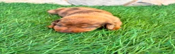 Teckel Miniatura perros en venta: Teckel Miniatura merle chocolate - Anuncio 12