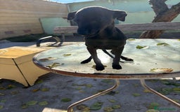 Pequeño Lebrel Italiano perros en venta: Pequeño lebrel italiano piccolo - Anuncio 4