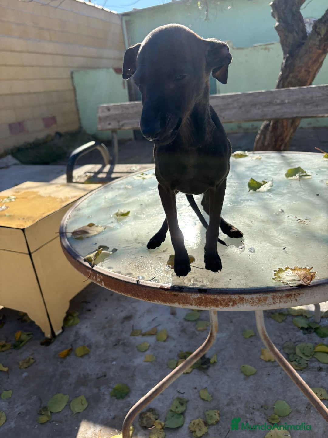 Pequeño Lebrel Italiano perros en venta: Pequeño lebrel italiano piccolo - Anuncio 4