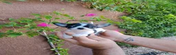 Chihuahua perros en venta: Chihuahua tot macho  - Anuncio 1