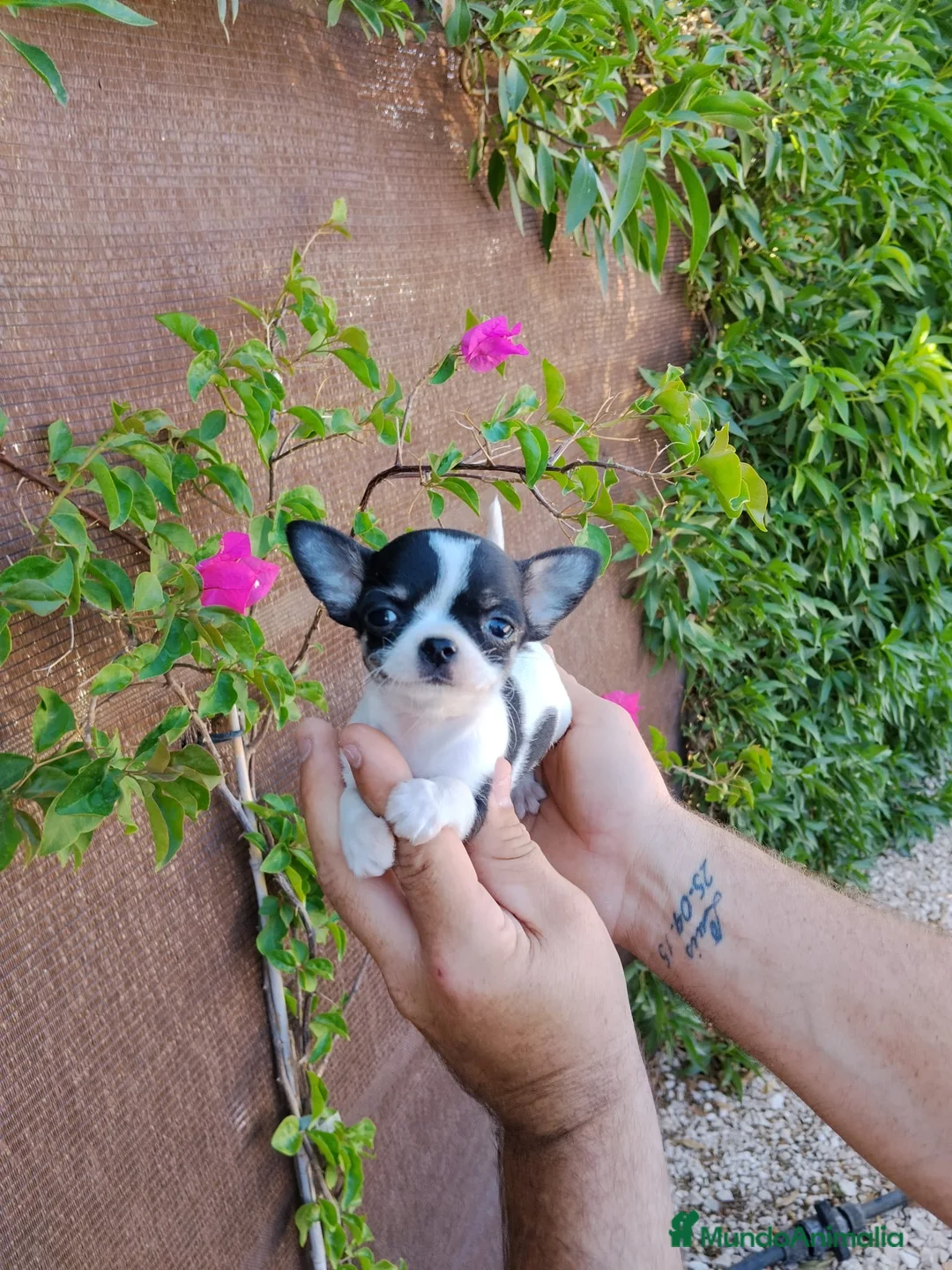 Chihuahua perros en venta: Chihuahua tot macho  - Anuncio 1