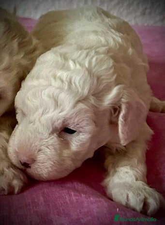 Caniche Toy perros en Illes Balears - Anuncio 2