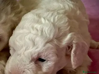 Caniche Toy perros Caniche toy en Illes Balears - Anuncio 4