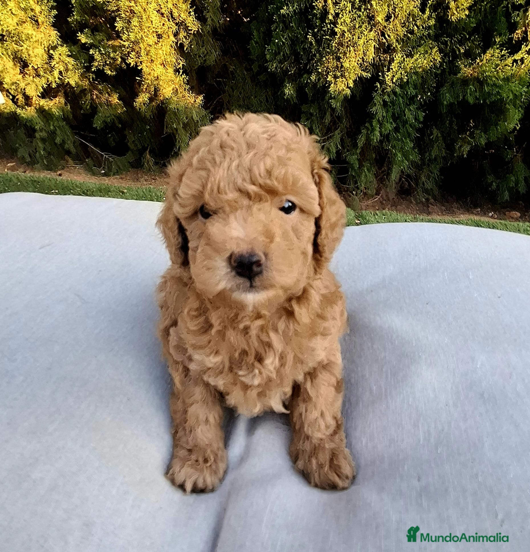 Caniche Toy perros Caniche toy macho - Anuncio 1