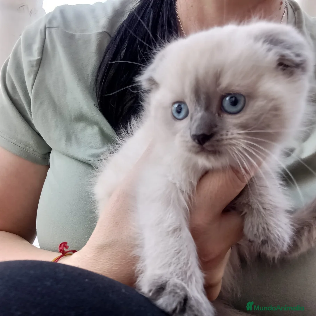 Británico de Pelo Largo gatos en venta: Gatos brithish  - Anuncio 2