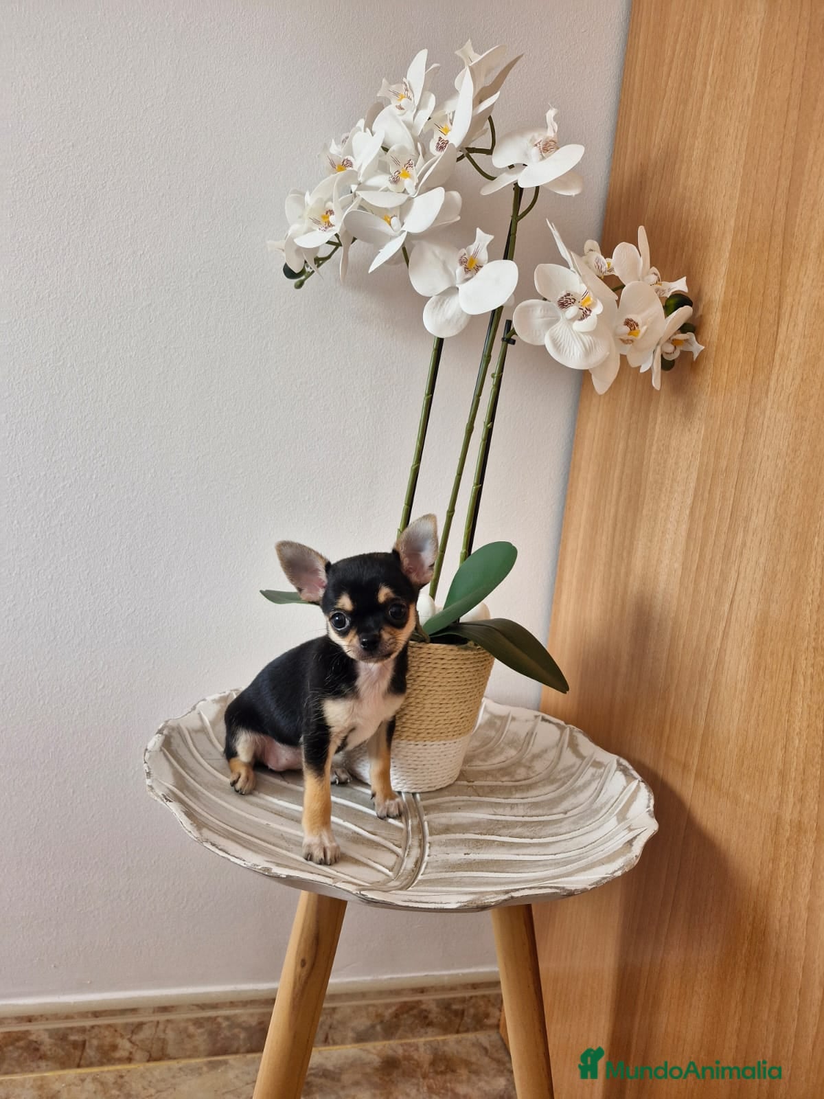 Chihuahua perros Chihuahua - Anuncio 1