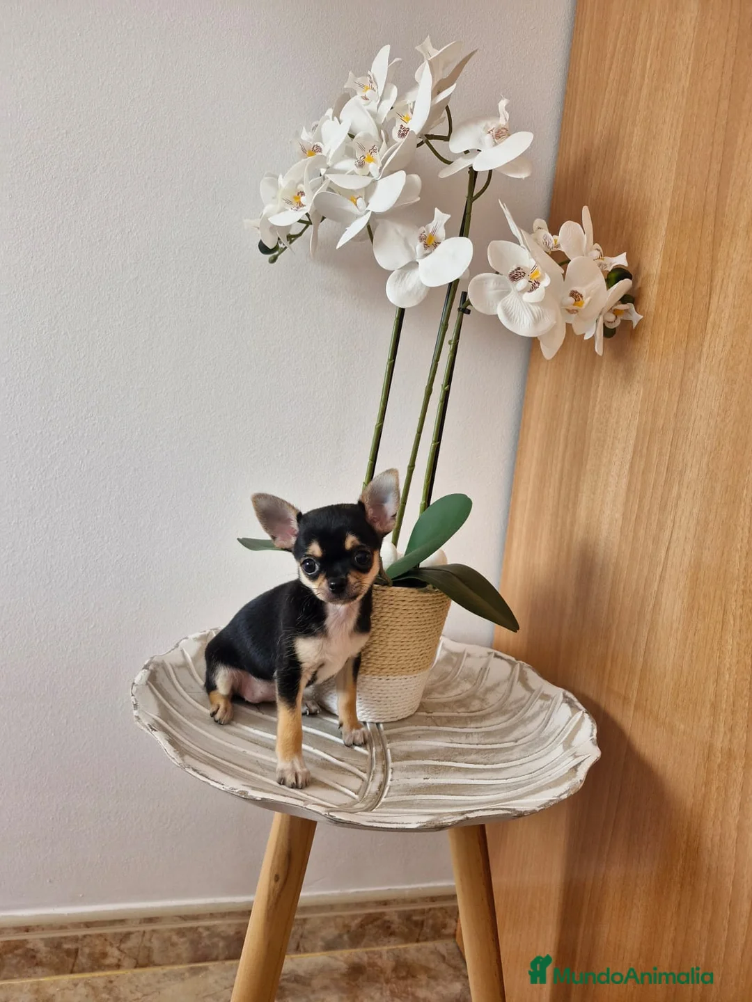 Chihuahua perros en venta: Chihuahua - Anuncio 1