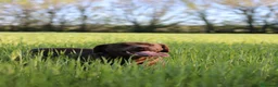 Labrador Retriever perros en venta: Preciosos cachorros de Labrador Retriever chocolat - Anuncio 15