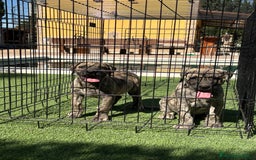 Dogo Canario perros en venta: Cachorros presa canario para guarda - Imagen 10