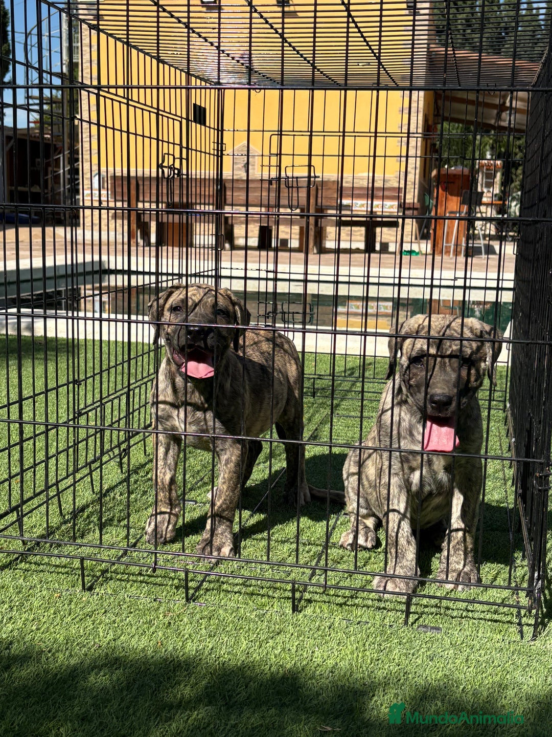 Dogo Canario perros en venta: Cachorros presa canario para guarda - Imagen 10