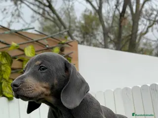 Teckel Miniatura perros TECKEL MINIATURA - Anuncio 7