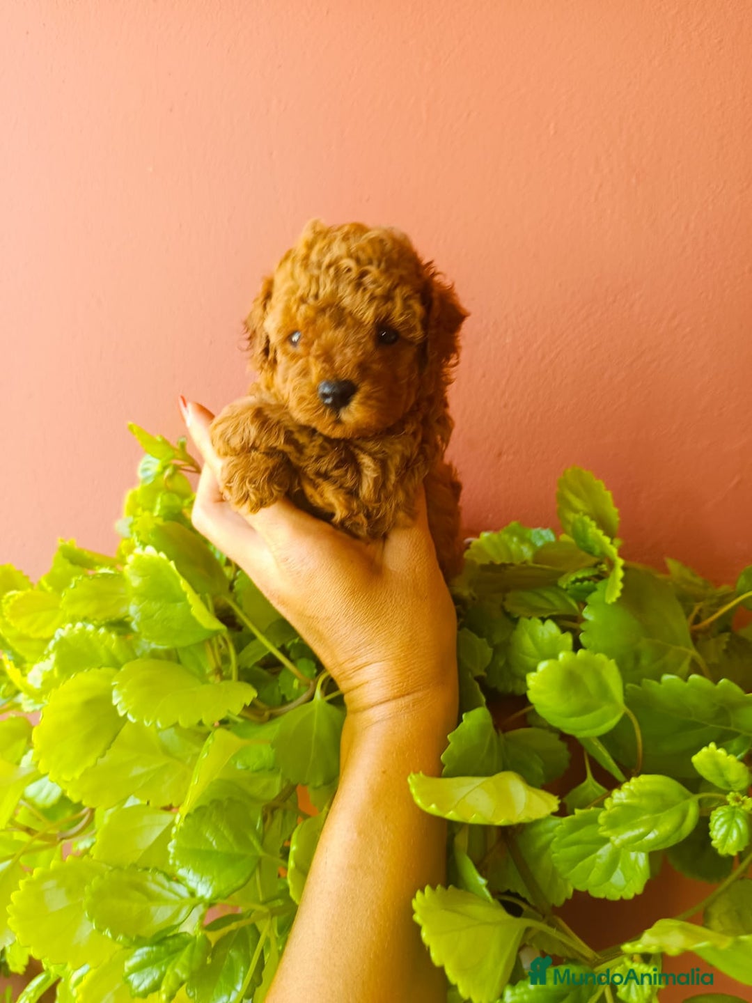 Caniche Toy perros en venta: Caniche toy rojo - Anuncio 2