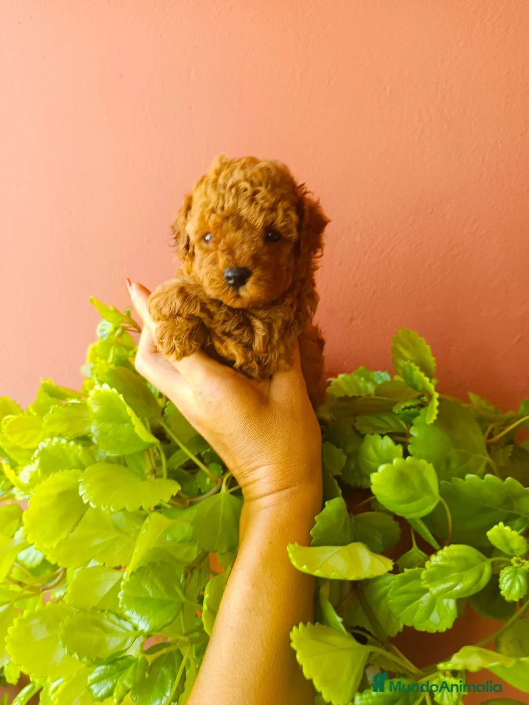 Caniche Toy perros en venta: Caniche toy rojo - Anuncio 2