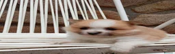 Pomerania perros en venta:  pomerania bicolor toy - Anuncio 4