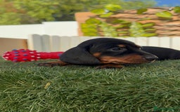 Teckel Miniatura perros en venta: TECKEL MINIATURA  - Imagen 8