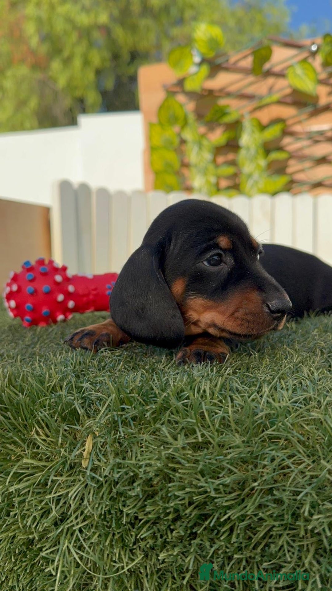 Teckel Miniatura perros en venta: TECKEL MINIATURA  - Imagen 8