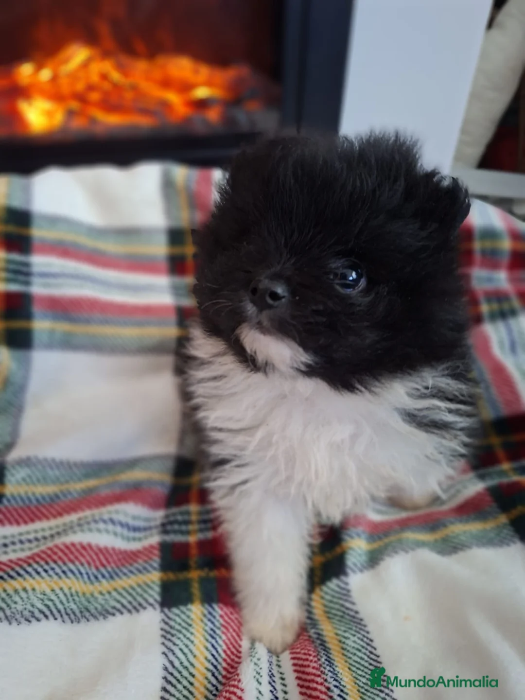 Pomerania perros en venta: POMERANIA ENCANTADOR - Anuncio 1